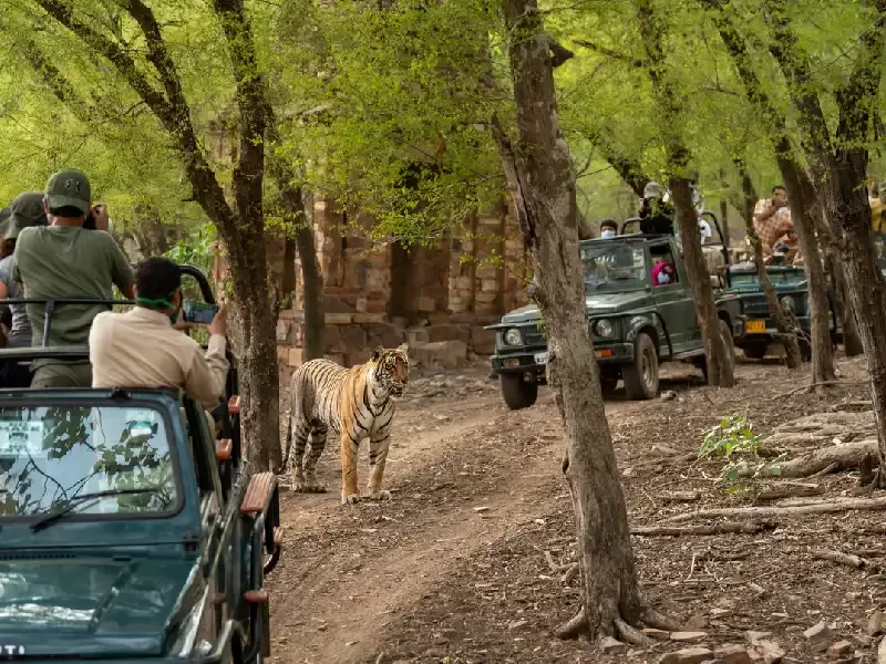 fauna selvatica ranthambore , ranthambore india