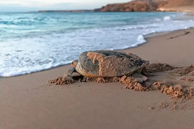 Ras Al Hadd, Ras Al Hadd