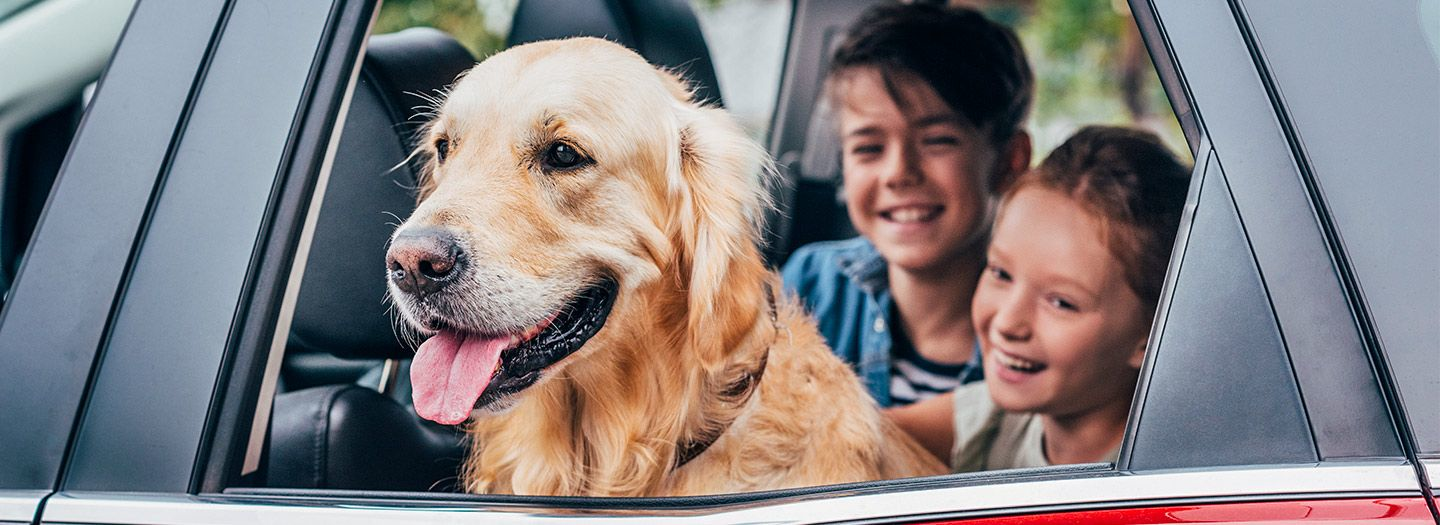 viaggiare con animali