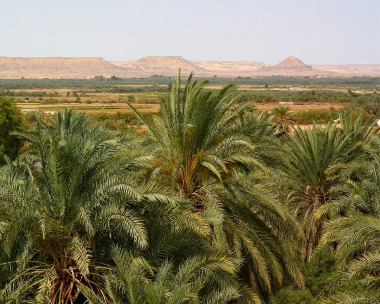 Bahariya Oasis