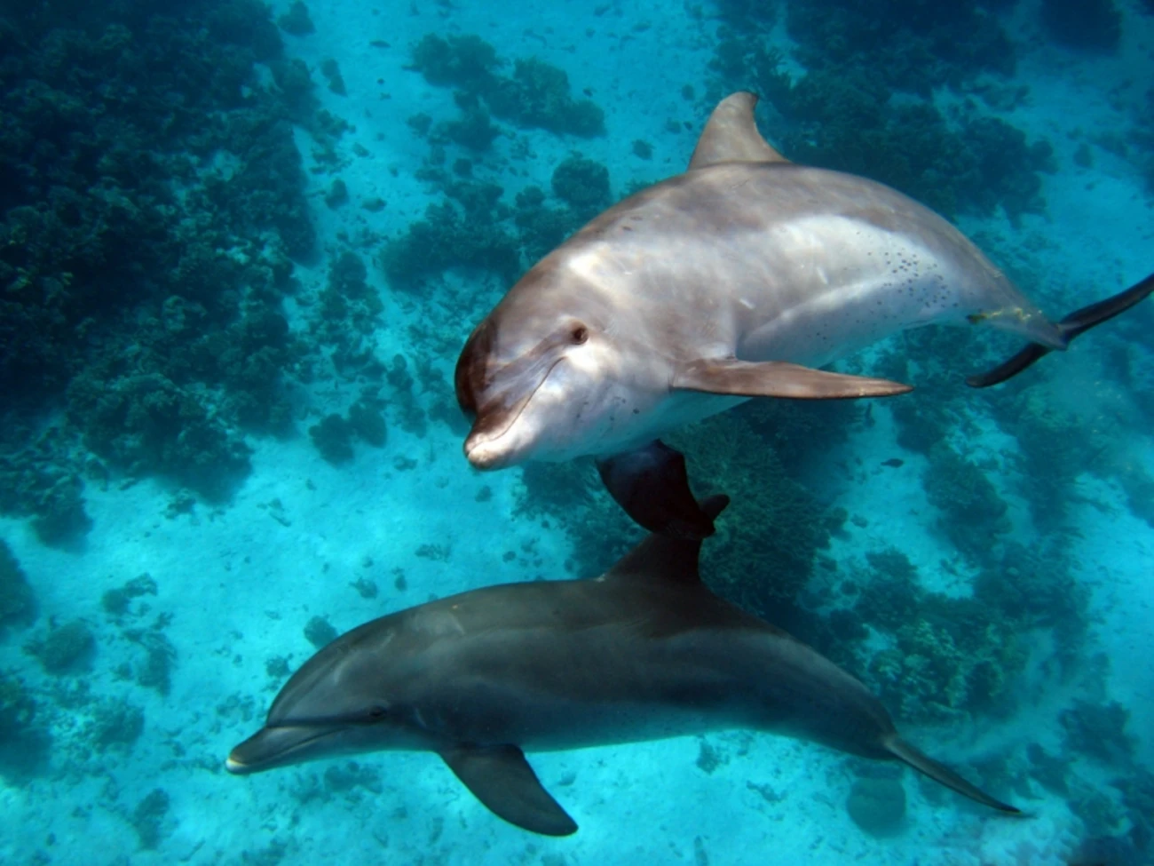 Diving in Hurghada and Safaga Egypt