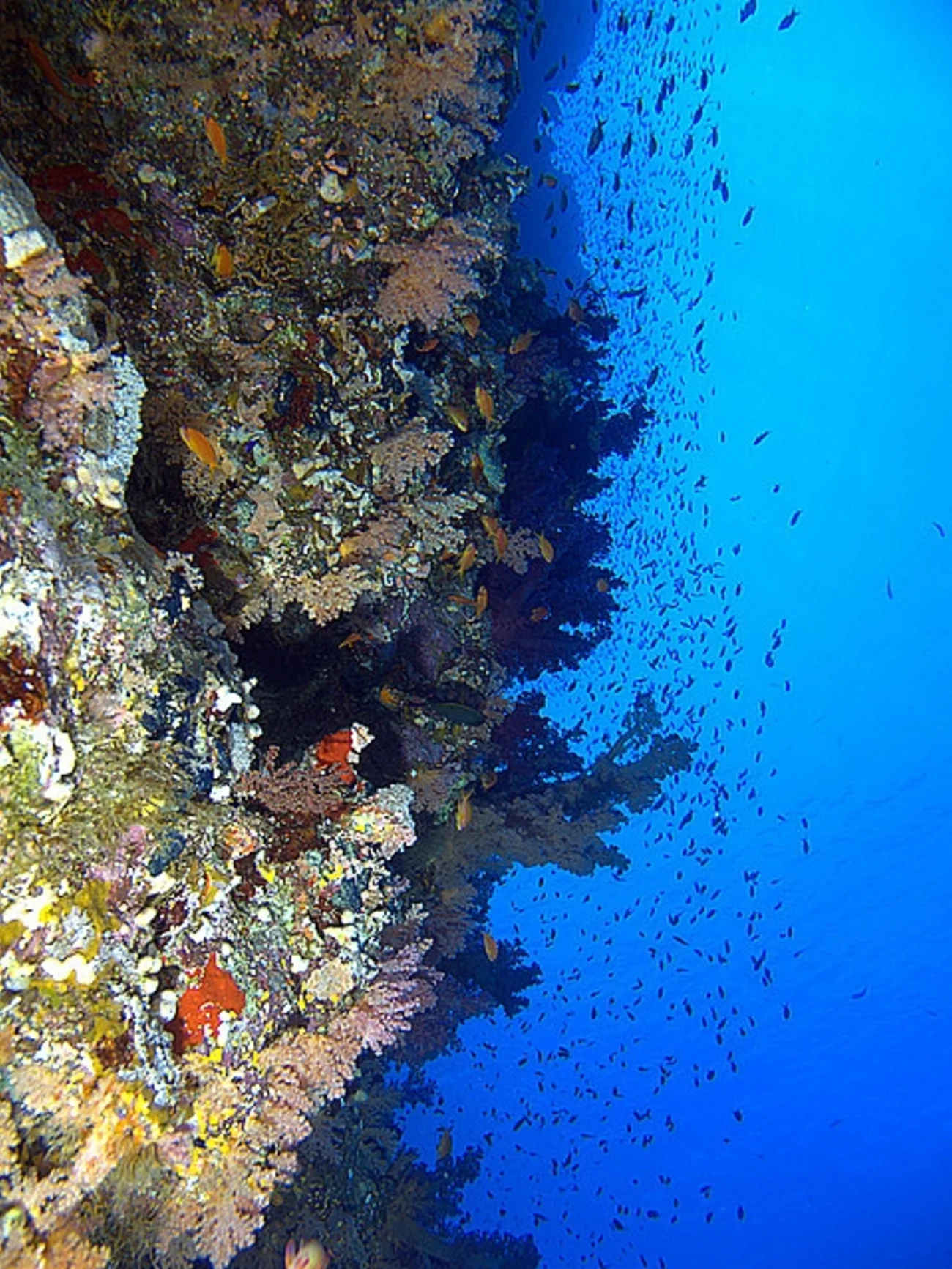 Le parc national Ras Mohammed