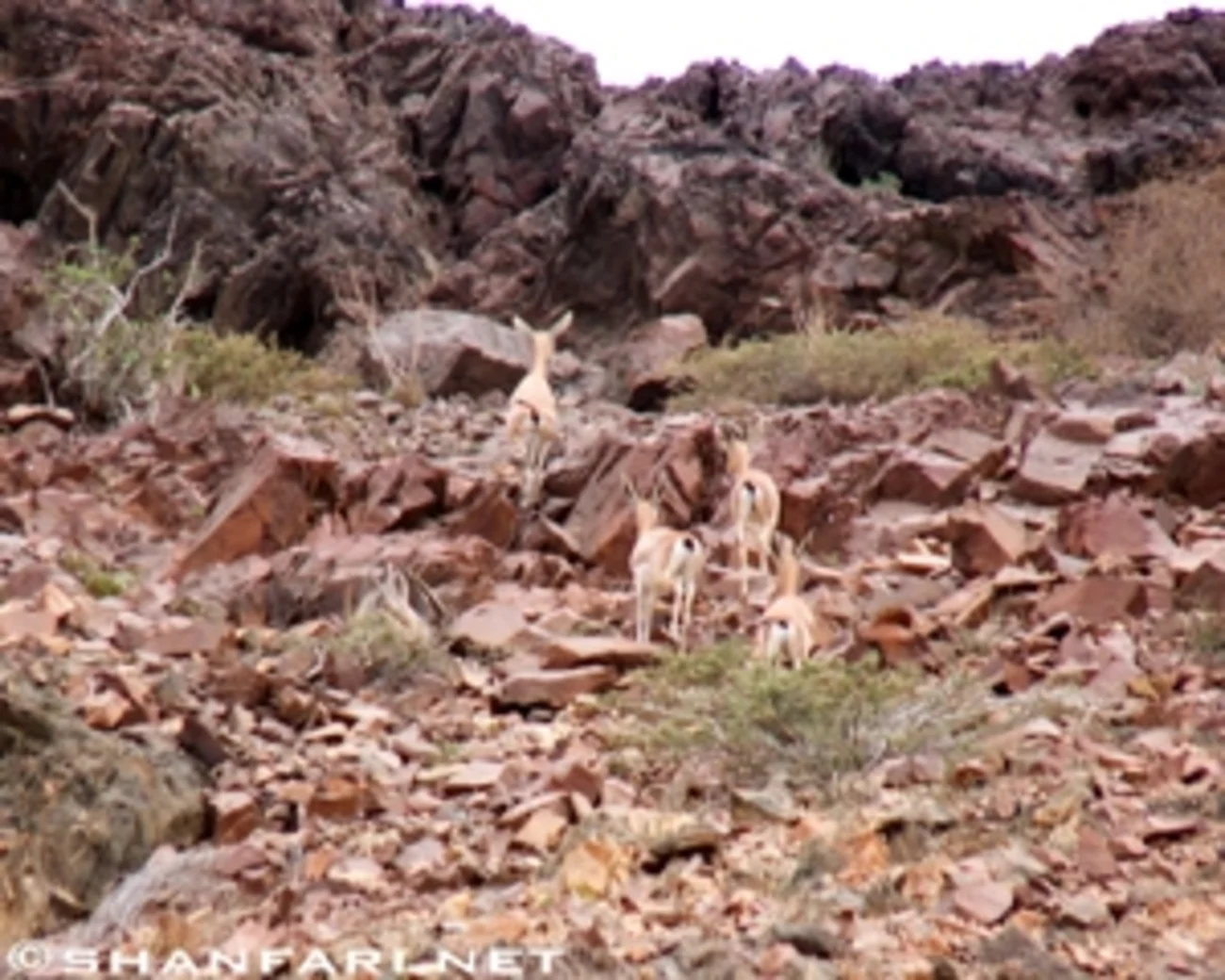 Samhan Mountain Oman