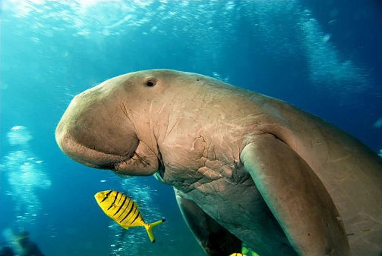 Marsa Alam: Guida alla Città più Bella sul Mar Rosso