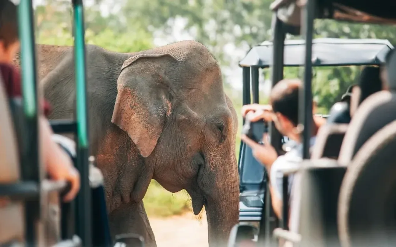 Parco Nazionale di Udawalawe: La Casa degli Elefanti Selvaggi dello Sri Lanka
