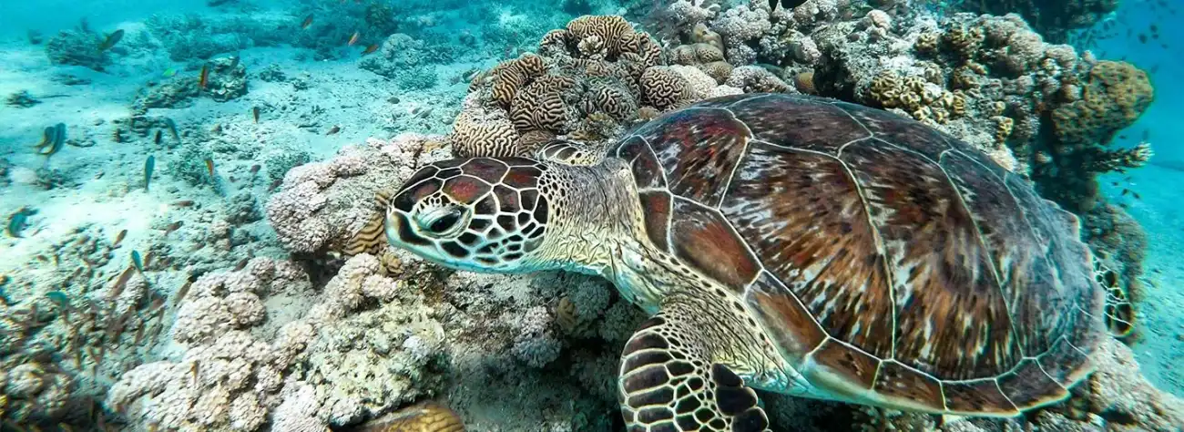 Berenice: La Guida Completa sulla Bella Città sul Mar Rosso