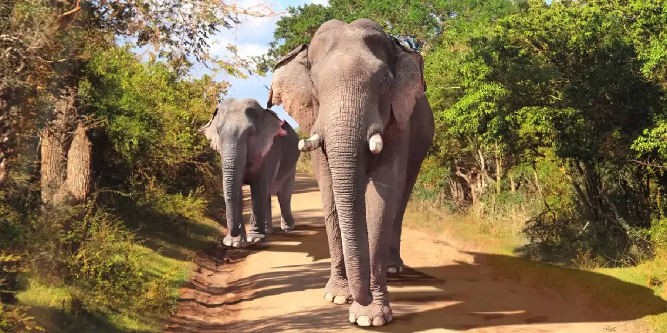 Yala National Park: Sri Lanka's Top Wildlife Spot