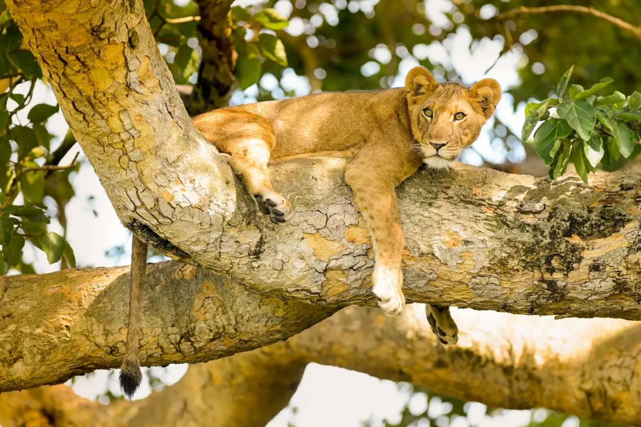 Queen Elizabeth National Park Guide