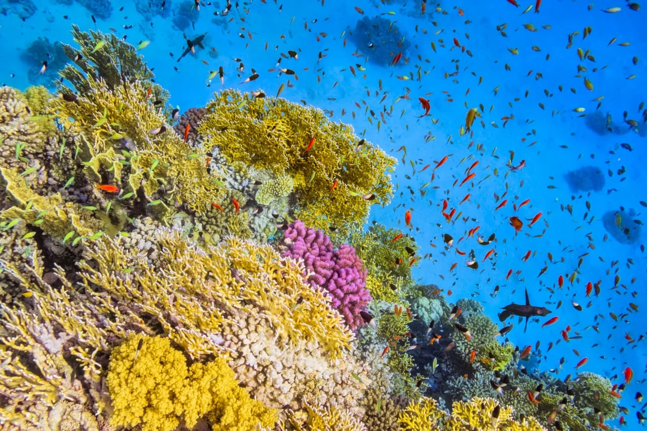 Marsa Alam Egypt