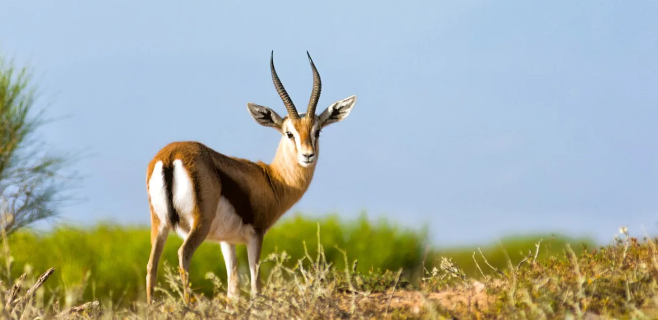 Souss-Massa National Park