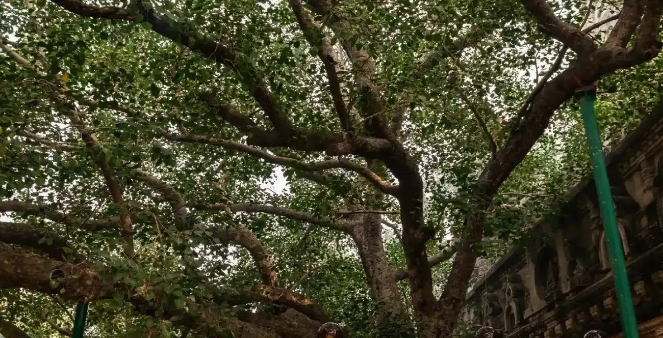 El Árbol Sri Maha Bodhi