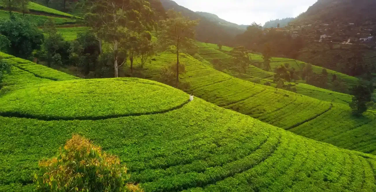 Nuwara Eliya