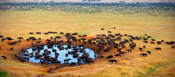 Kenya safari