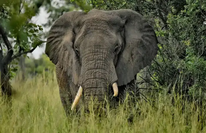 Elephant roaming the savannah in Uganda, Uganda Safari