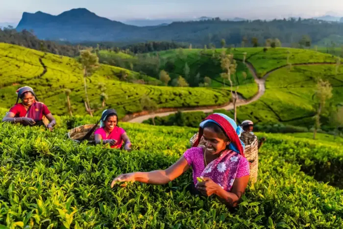 Women picking tea leaves near Nuwara Eliya, Sri Lanka.