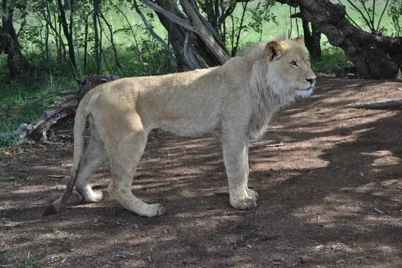 Rare white Lion in South Africa