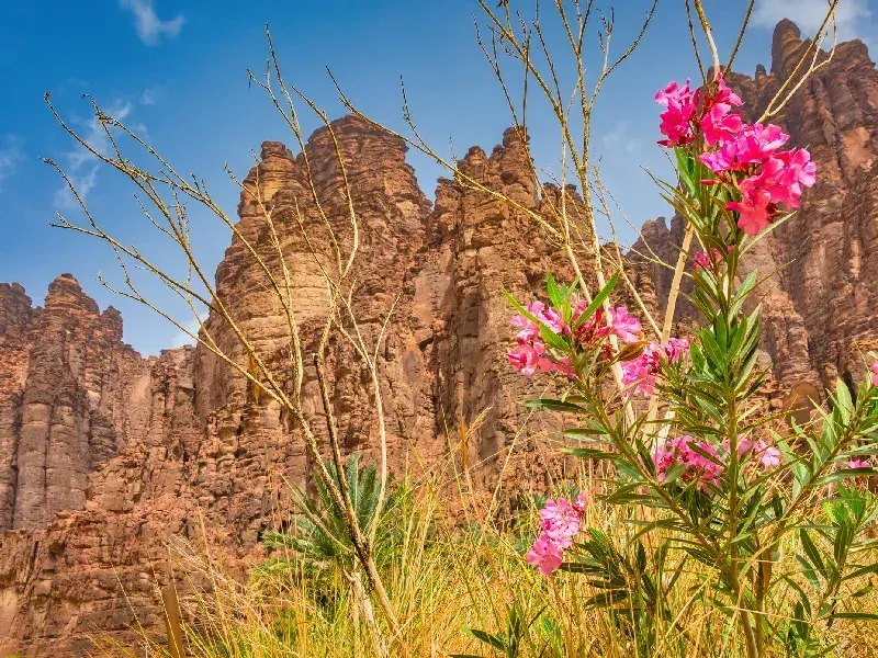 Wadi Al Disah: Guía del Valle Más Bello de Arabia Saudita