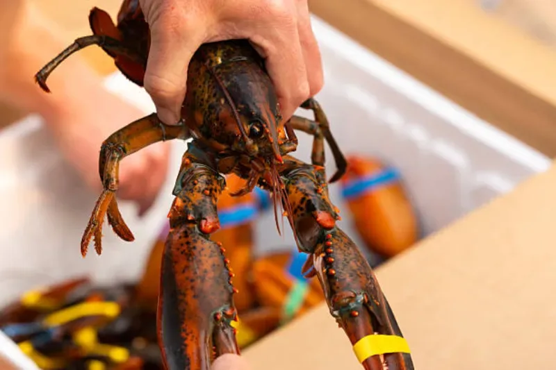 Hand hält lebenden Hummer über Sandstrand, bereit zum Kochen für ein Clam-Bake-Dinner am Meer