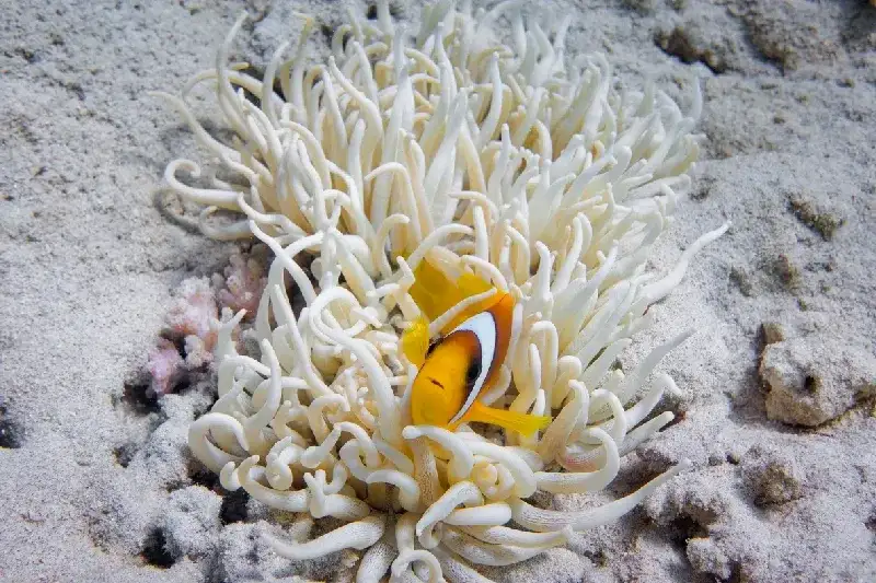 Amphiprion bicinctus ist ein Meeresfisch der Familie Pomacentridae, der Clownfische und Riffbarsche