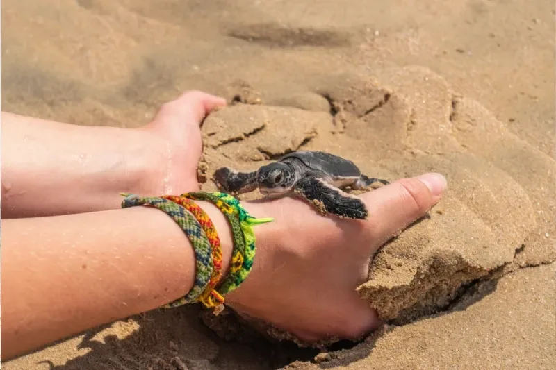 Perché Ras al Jinz Dovrebbe Essere Nella Tua Bucket List