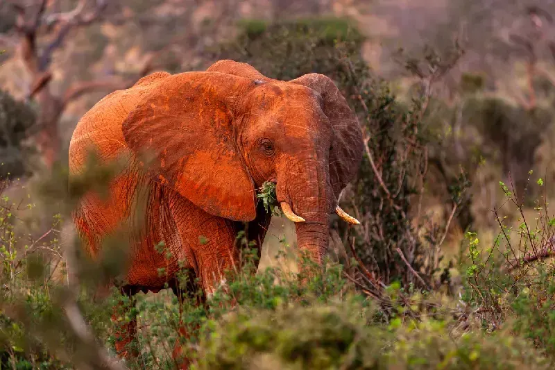 Elephant in Tsavo National Park 