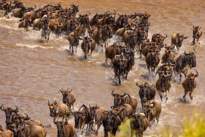 Dozens of wildebeests race through the Mara River, captured in Serengeti National Park