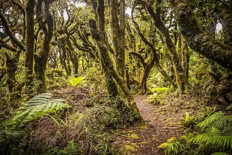 foreste più grandi del mondo
