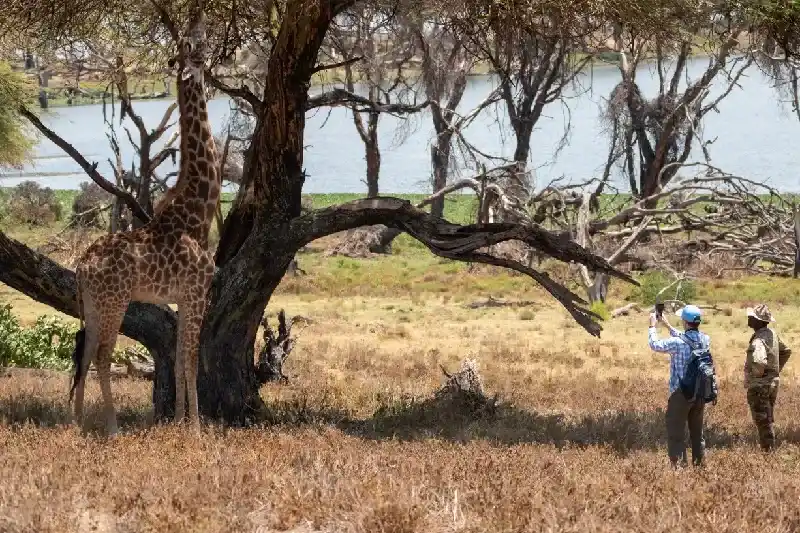 Tourist and his guide photograph a giraffe on a walking safari in Naivasha Lake