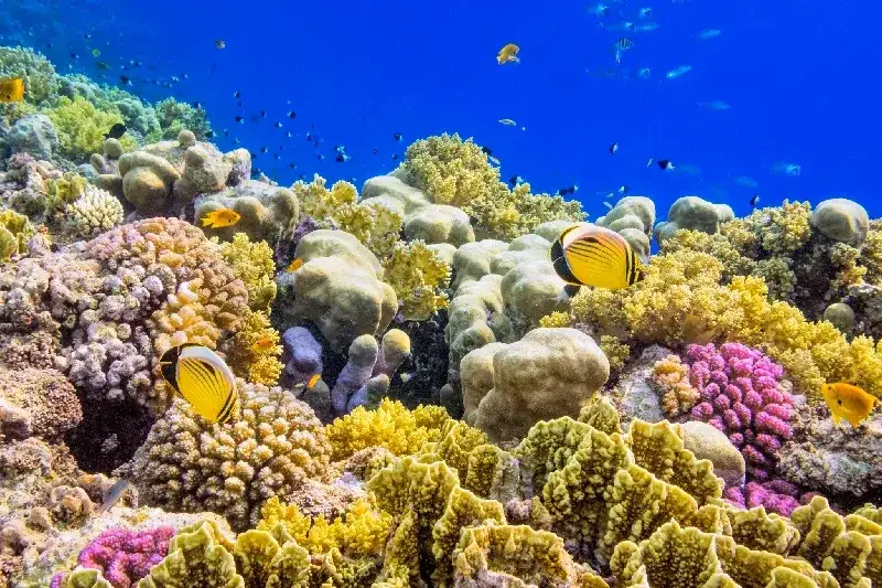 Korallenriff mit gelben Falterfischen zwischen Hart- und Weichkorallen im klaren blauen Wasser