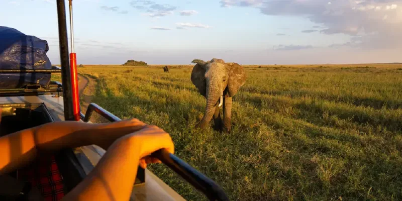 Watching elephants roam during a safari drive in Tanzania