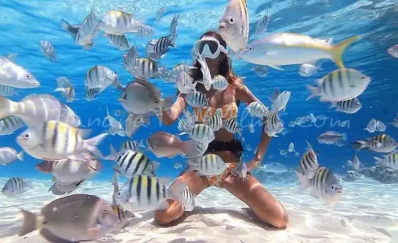 Snorkeling at Ras Mohammed National Park, Red Sea Egypt Snorkeling at Ras Mohammed National Park, Red Sea Egypt