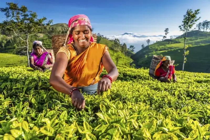 Trip To Sri lanka: Tea Trails