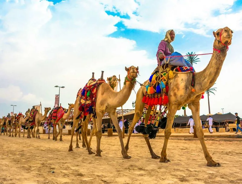 Tour to Camel Market of Birqash