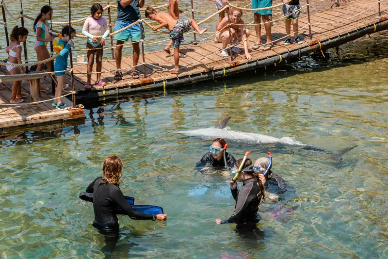Snorkeling Trip At Satayh Dolphin Reef Marsa Alam