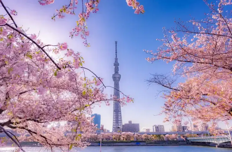Trip to Tokyo | Tokyo Trip Package | Tokyo Trips 2026/2027