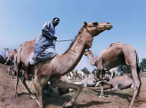 Camel Market