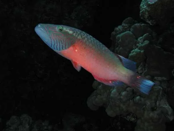 アカバ水族館博物館、ヨルダン