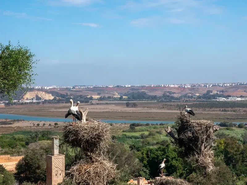 cegonhas-em-ninhos-com-vista-para-o-rio-bou-regreg-e-o-minarete-de-chellah