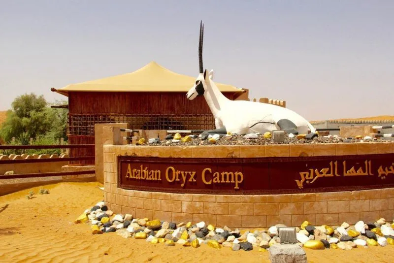 Arabian Oryx Camp 
