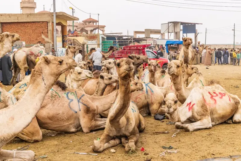 Camels for sale, Birqash Camel Market