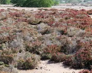 Intertidal ecosystem in Oman