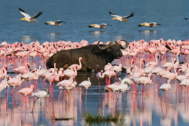 Safari Trip in Kenya