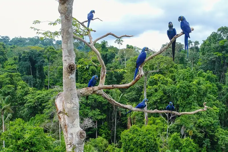Amazon River Cruise: Amazon Jungle Cruise From Manaus