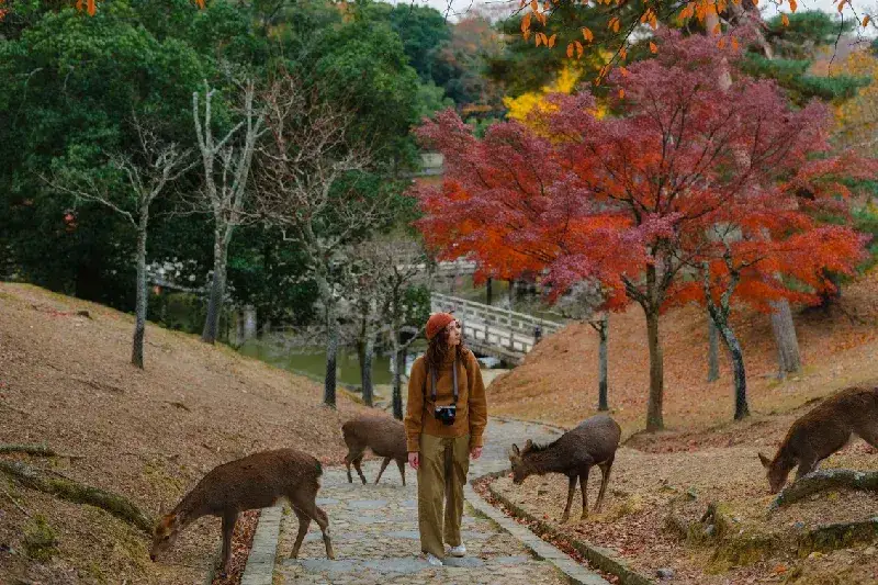 Golden Japan Private Tour