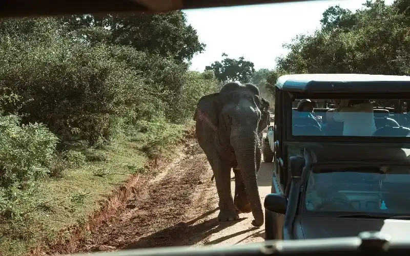 Parco Nazionale di Udawalawe
