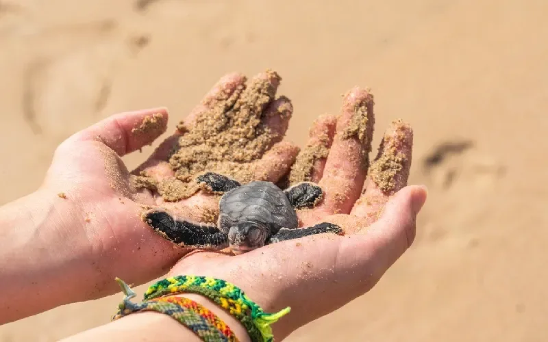 mare oman