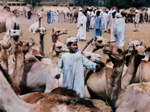 Camel Market