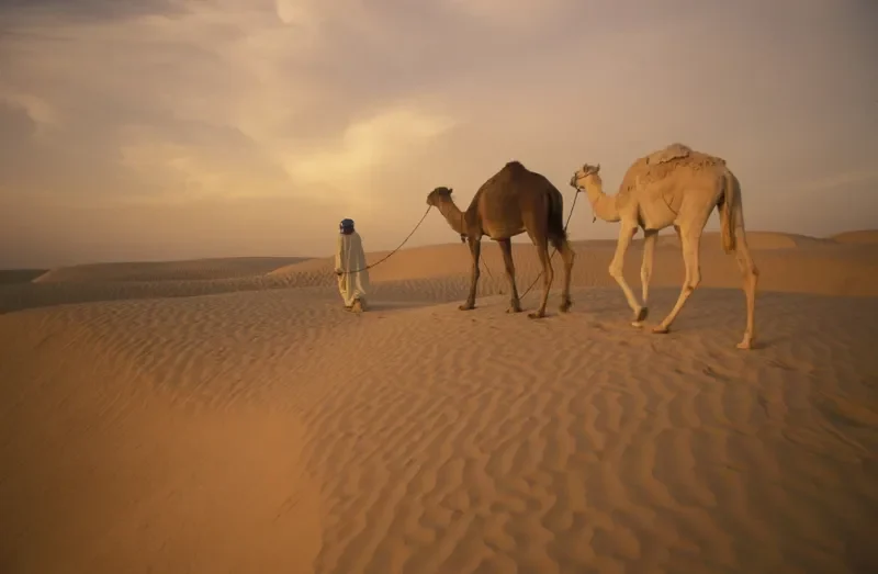 Douz Travel Guide: Your Gateway to Tunisia's Sahara Desert in 2026