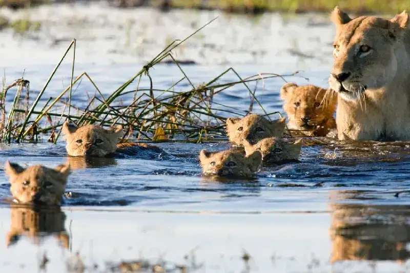 Botswana African Safari & Victoria Falls