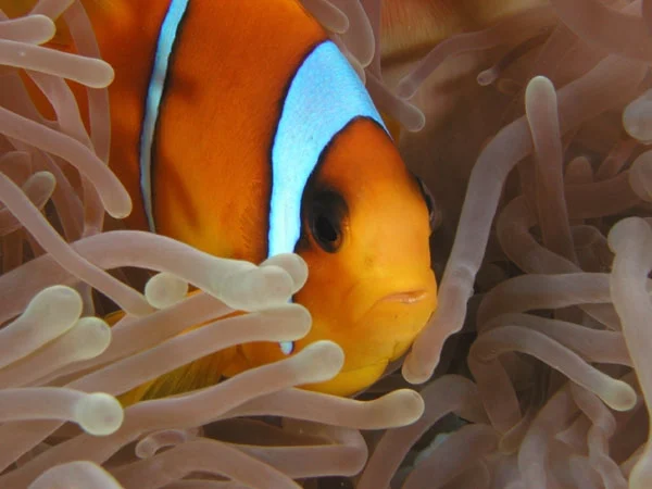 Hamata Schnorchelausflug